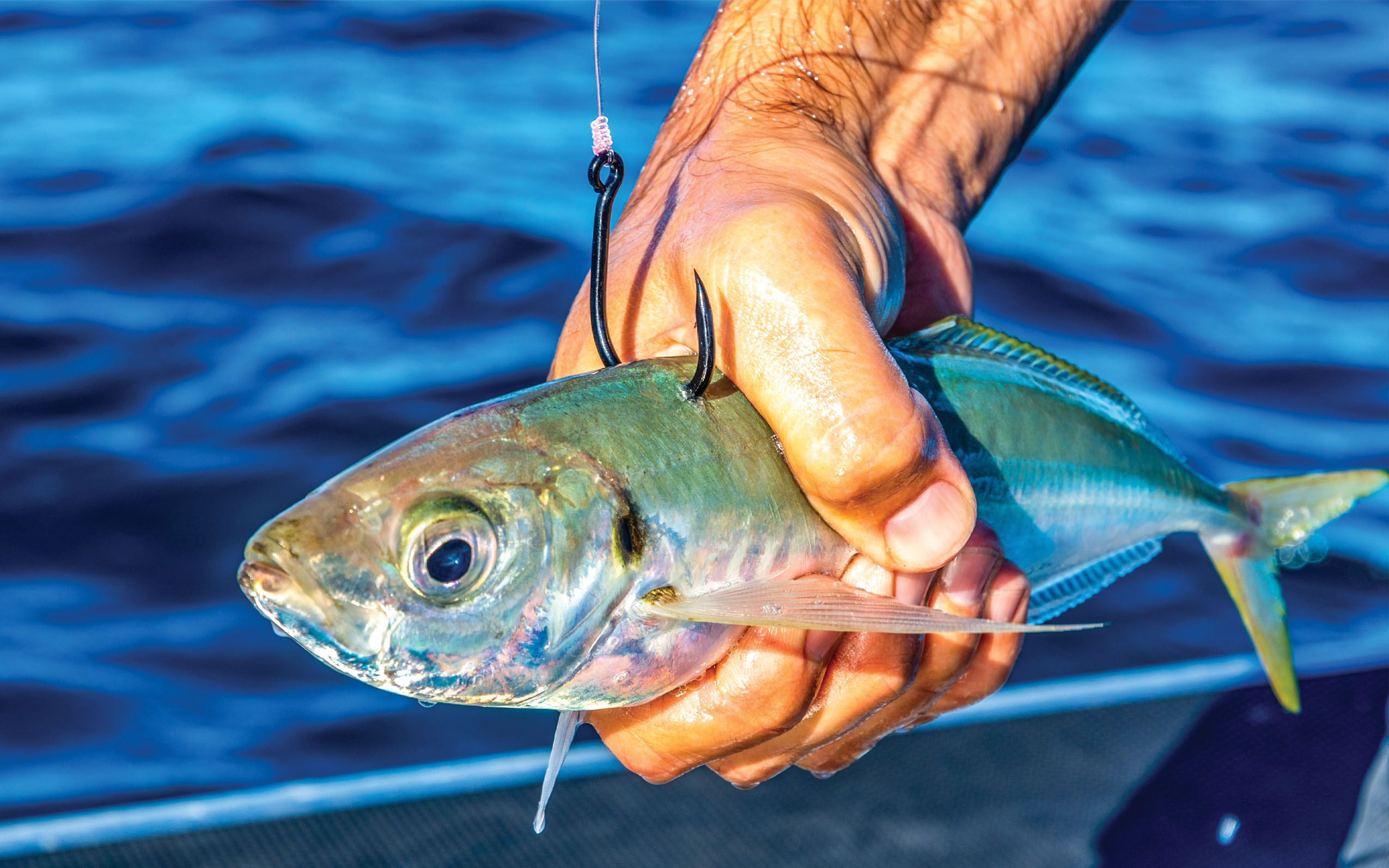 Goedkope Mini-Prijs Hengels Winkel -Goedkope Mini-Prijs Hengels Winkel 64f7a6d2917c25ee880c1b13 Fishing Guides Banner Image Livebaiting